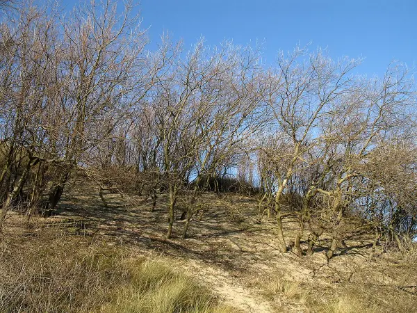 Dune landscape near Bredene Duinpan beach, Belgian coast