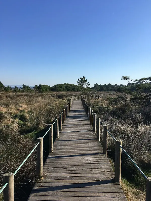 Praia Suave Mar dog-friendly beach in Esposende with dunes and Atlantic waves